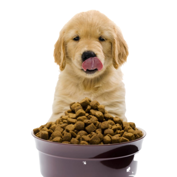  Everything for animals